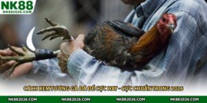 Cách Xem Tướng Gà Đá Để Cực Hay - Cực Chuẩn Trong 2026