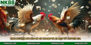 Kinh Nghiệm Soi Kèo Đá Gà Thomo Và 03 Mẹo Từ Chuyên Gia
