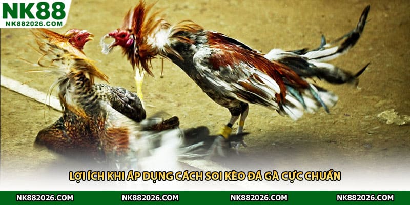 Lợi ích khi áp dụng cách soi kèo đá gà cực chuẩn