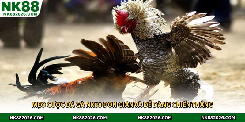 Mẹo cược đá gà NK88 đơn giản và dễ dàng chiến thắng